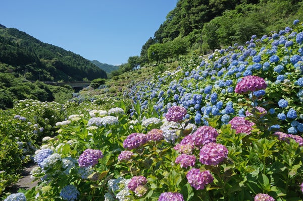 【B:博多発】 ゆったりシートバスで行く!創作料理専門店のマスターおまかせコースと季節の花めぐり 日帰り2
